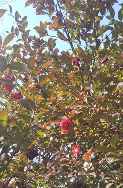 IMG_20210125_132829.jpg